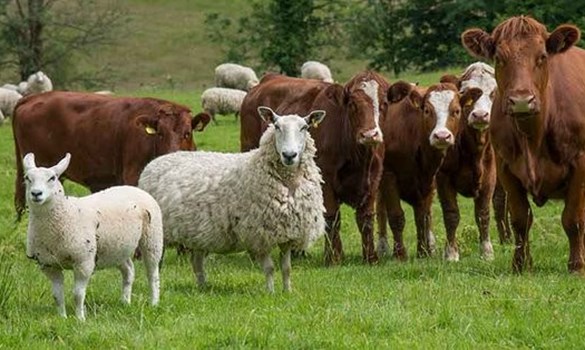 Beef cattle and sheep in field